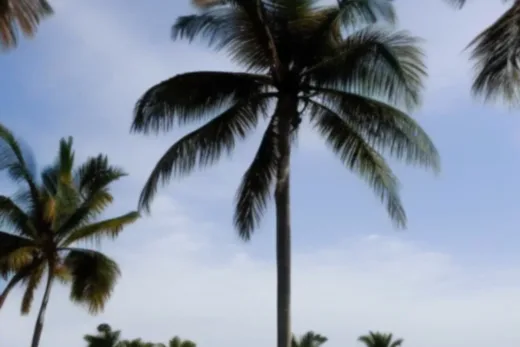 Powody, dla których drzewa palmowe usychają