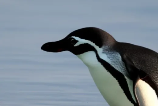 Jakie są cechy pingwina?