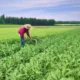 Dlaczego w Kanadzie grunty rolne znajdują się w południowej części kraju