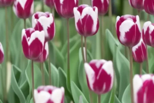 Dlaczego tulipany nie kwitną